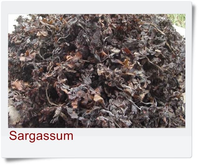 Dried Sargassum Seaweed